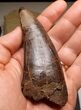 Monster T-Rex Tooth - Exceptional Condition #22546-1
